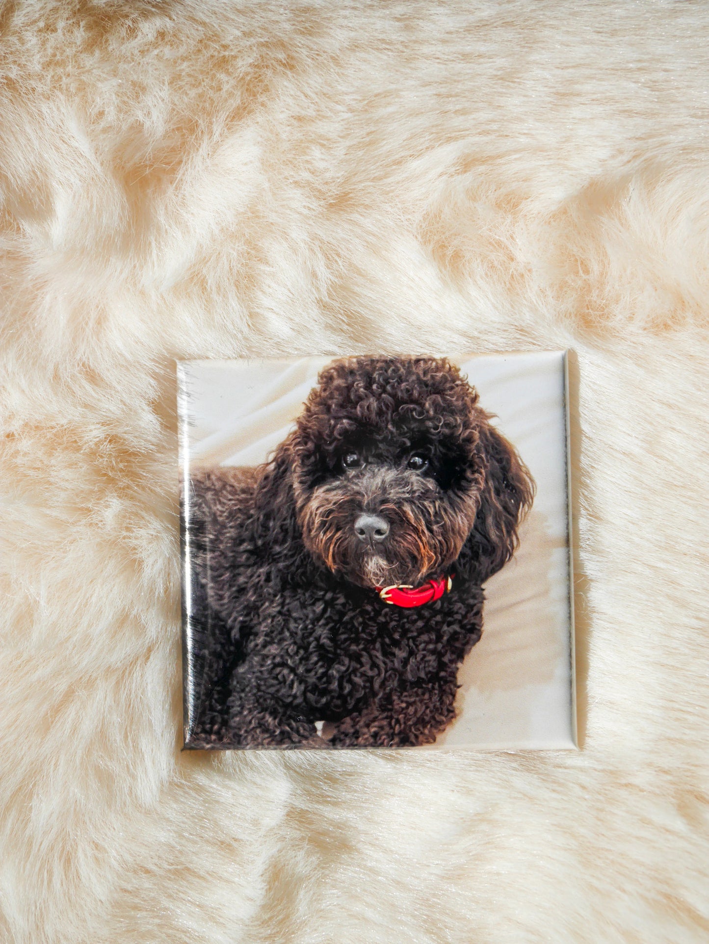 Photo Magnets - set of 12